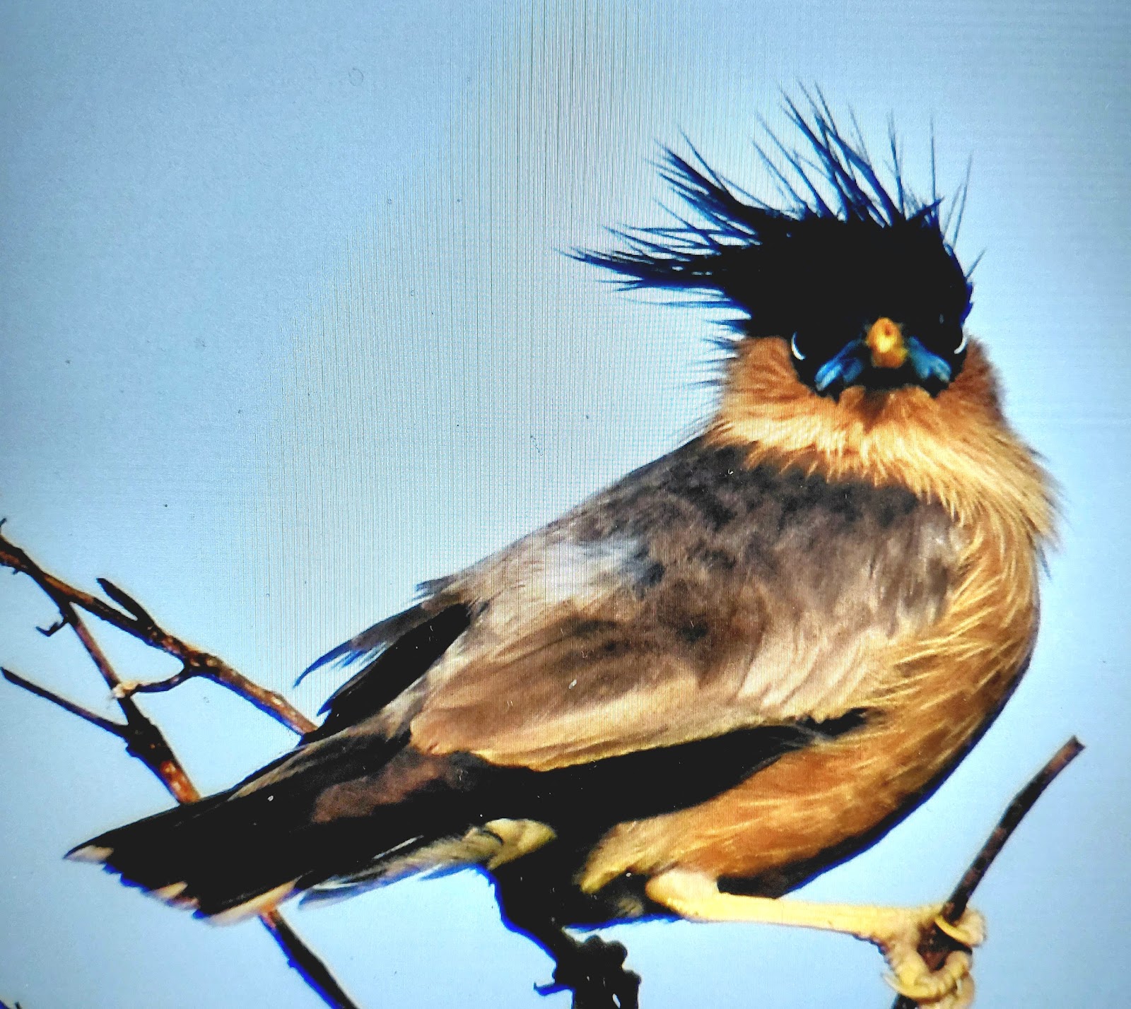 अ४