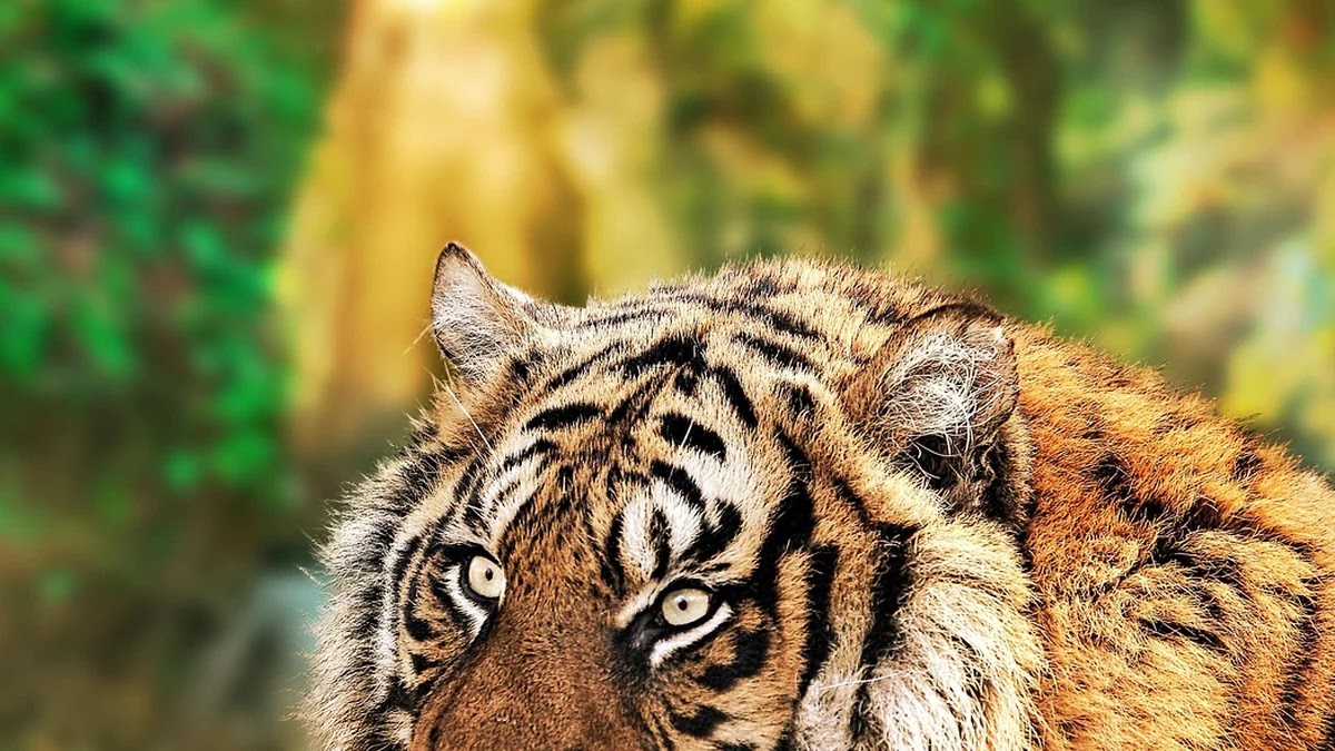 호랑이 굴에 가야 호랑이 새끼를 잡는다 속담의 심리학적 의미와 사회적 배