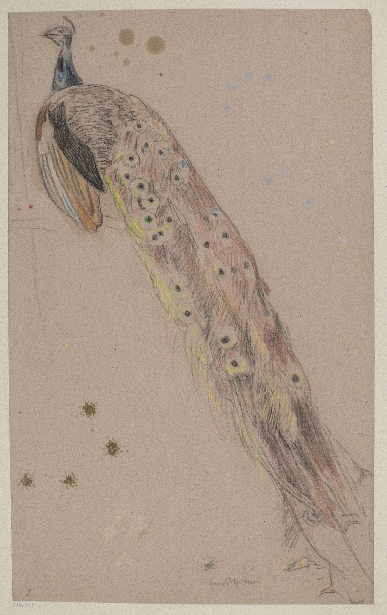 Study of a Peacock 1890