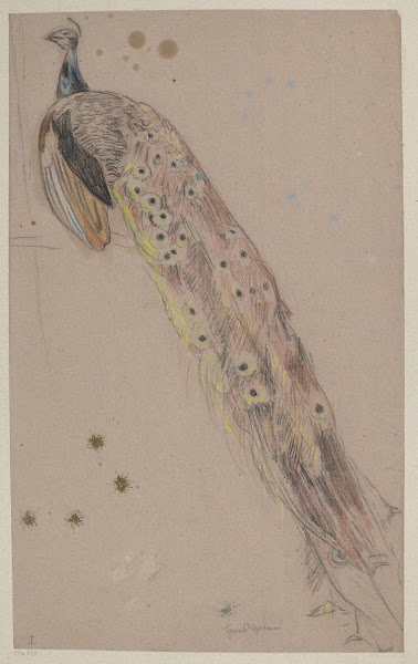 Study of a Peacock 1890