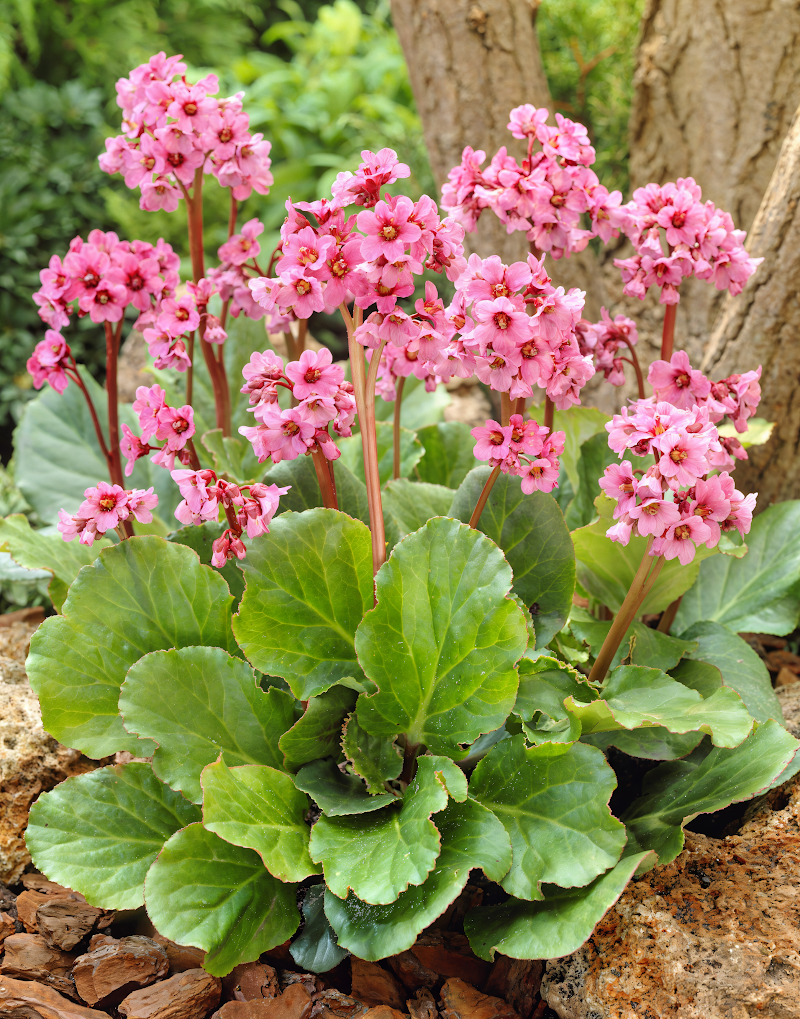 Bergenia cordifolia 'Morgenrote' con fiori rosa in giardino