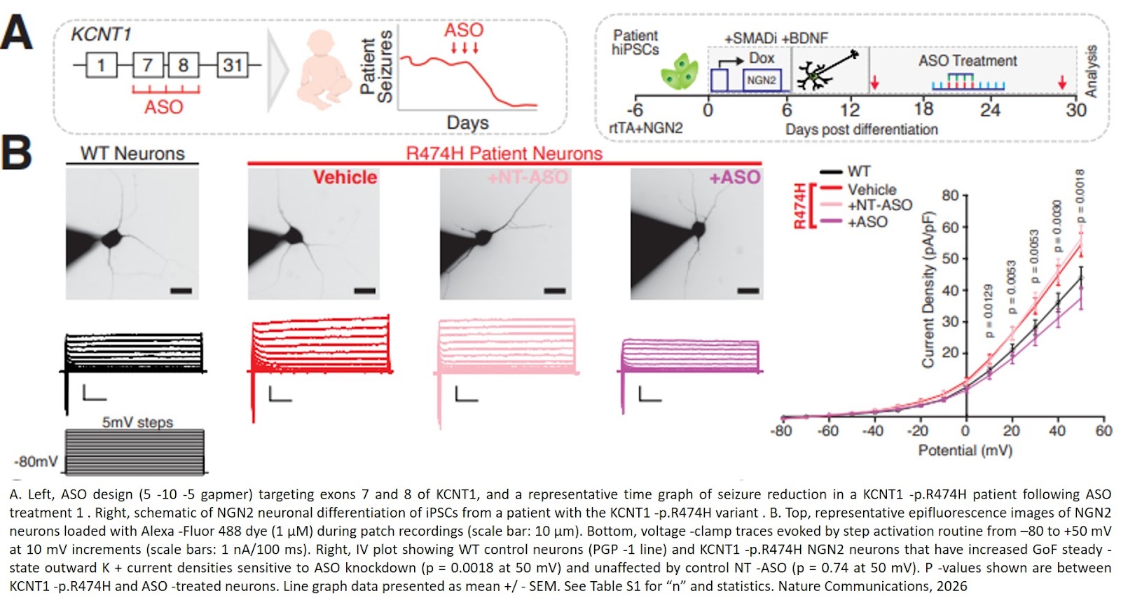 RNA targeting therapy for a prenatally enriched potassium channel associated with severe childhood epilepsy and premature death