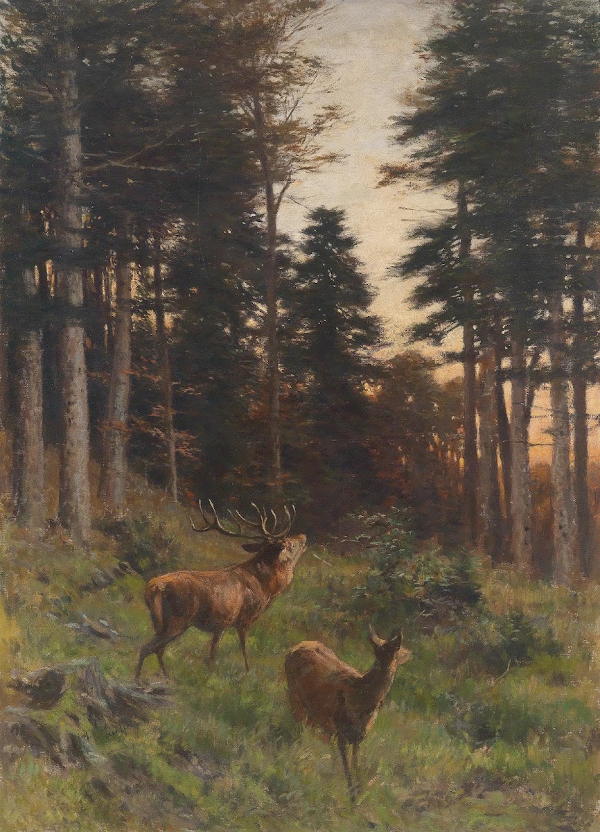 Rotwild In Der Abenddämmerung