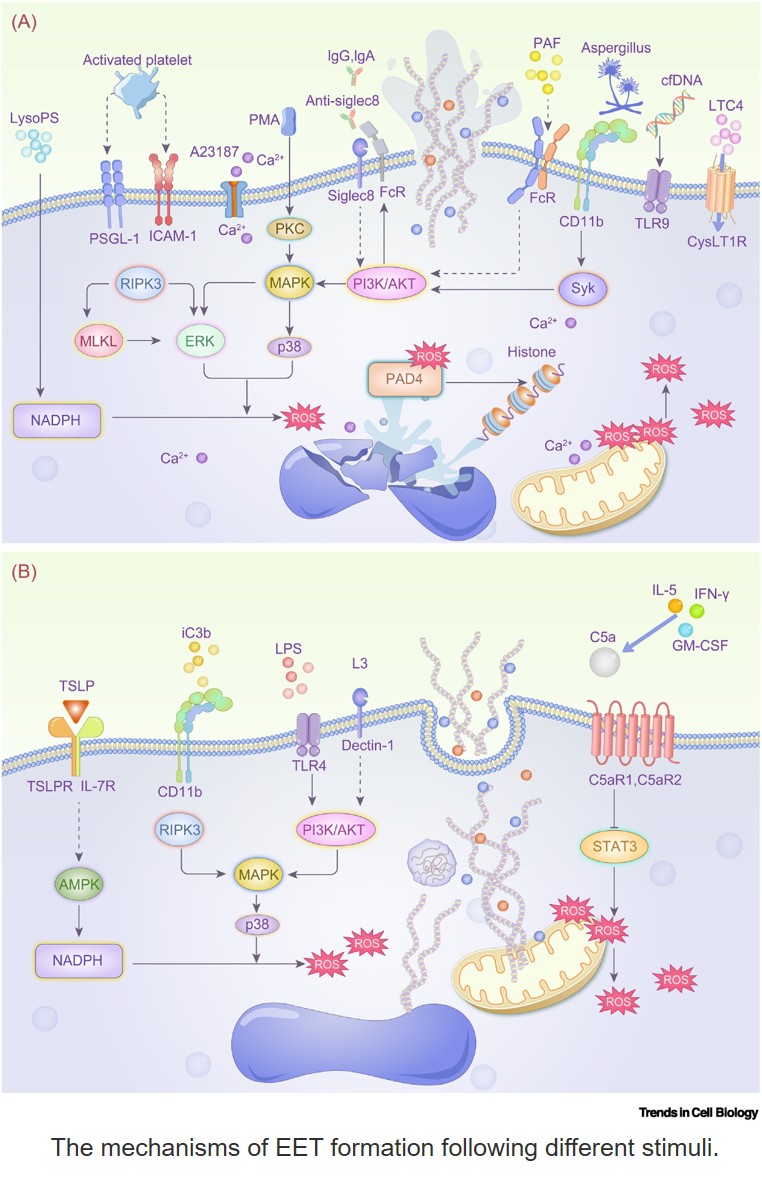 Eosinophil extracellular traps: heterogeneity of their stimuli, components, and functions