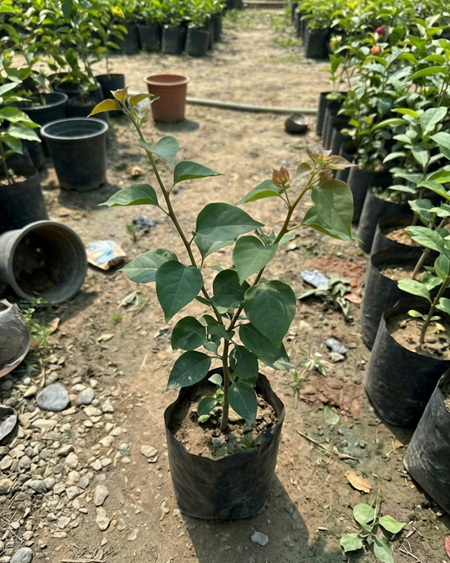 Imported Mahara Red Bougainvillea Plant — view 3