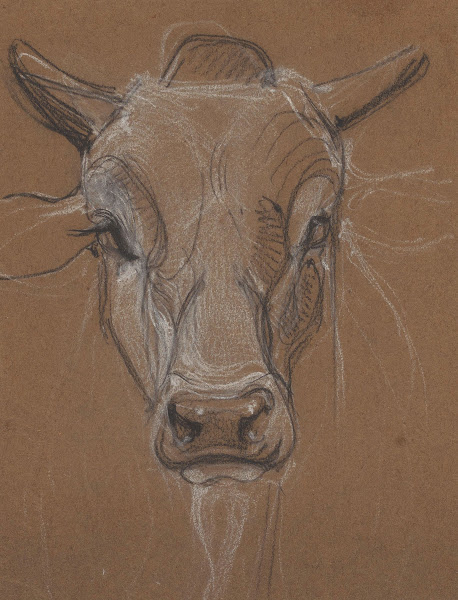 Kop van een Zebu van voren 1866