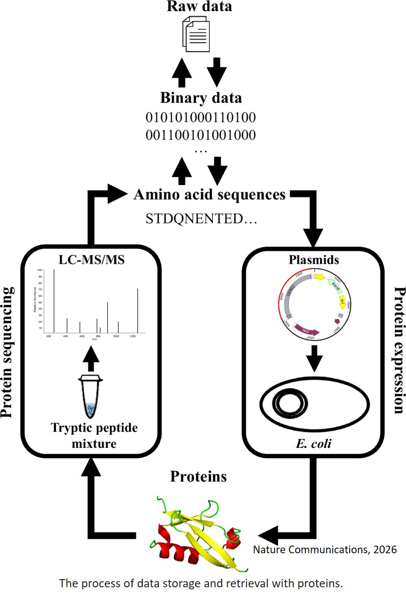 Data storage and retrieval with unnatural proteins expressed via E. coli