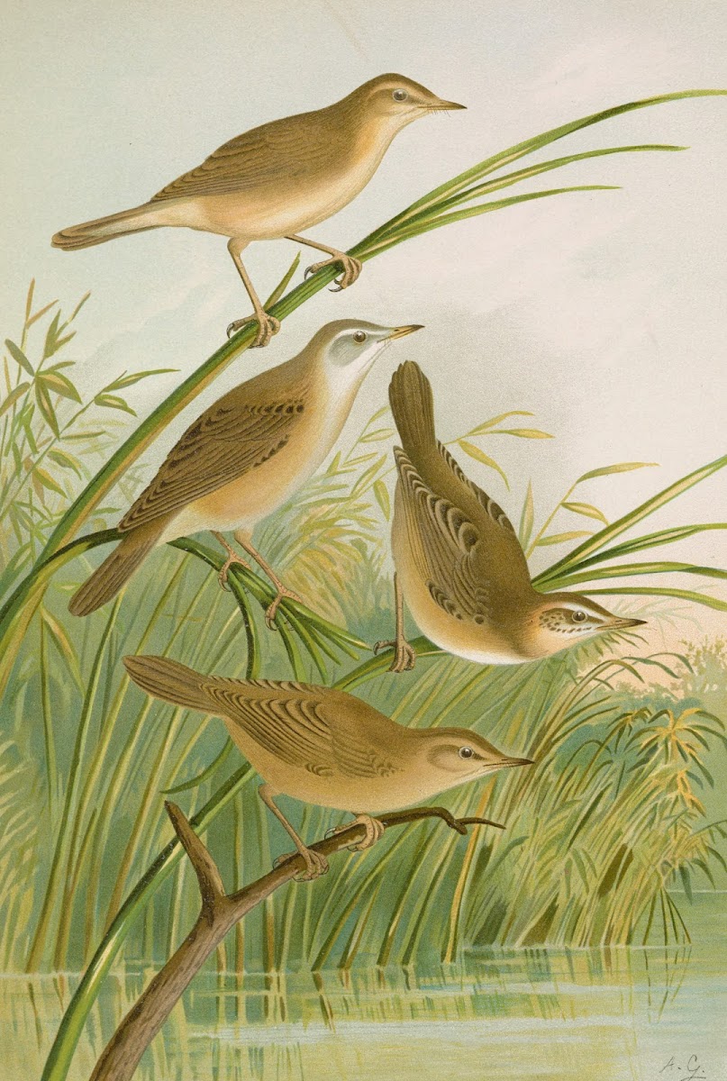crocephalus streperus streperus horticolus palustris palustris fruticolus