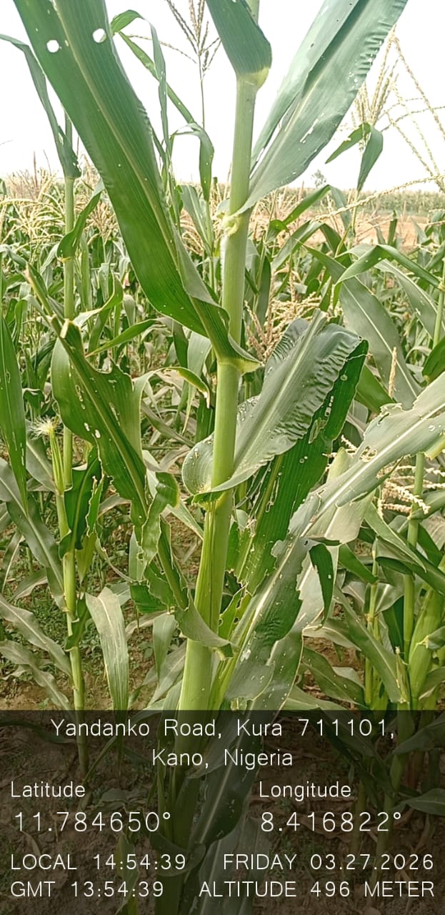 Kaduna & Kano deployment — farm visit