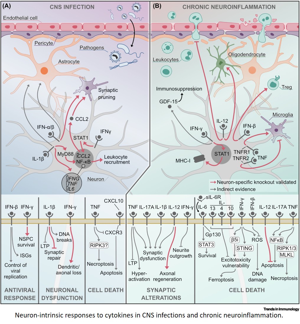 Neurons as cytokine sensors in the central nervous system