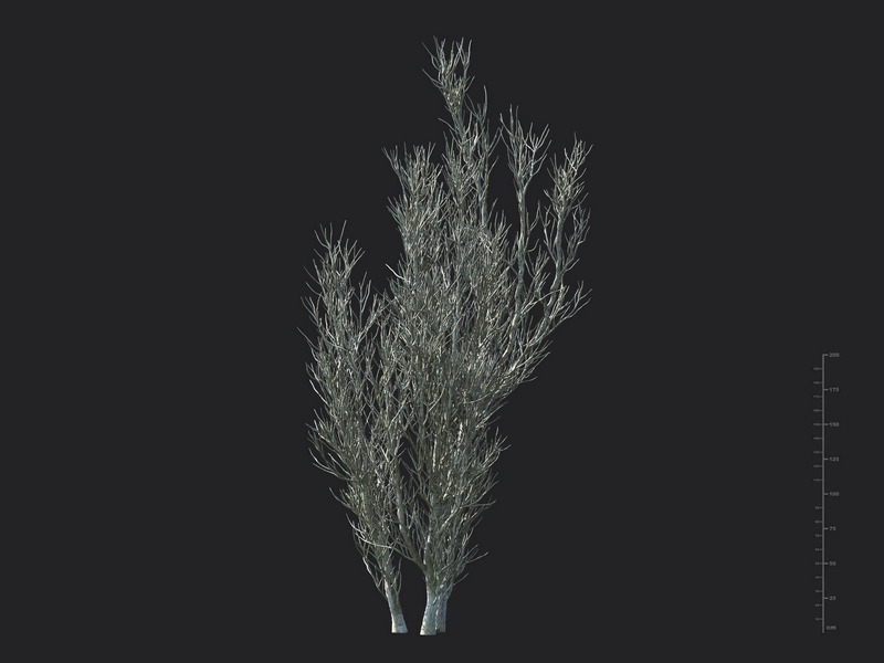 Maxtree - Plant Models Vol.130