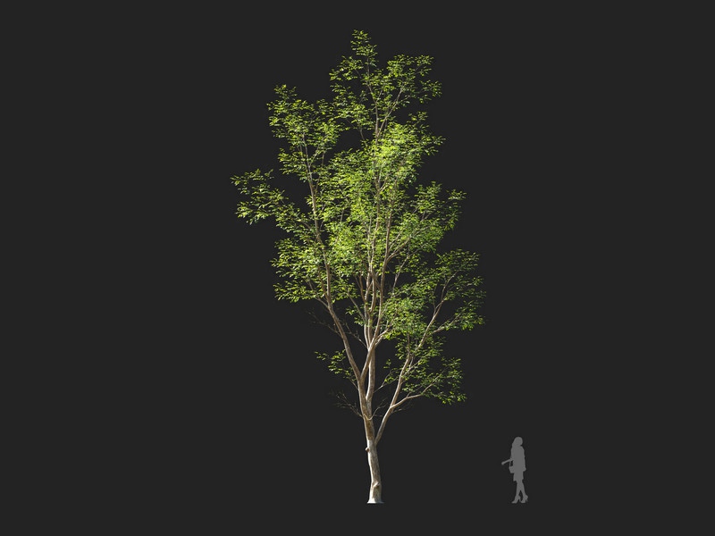Maxtree - Plant Models Vol.114