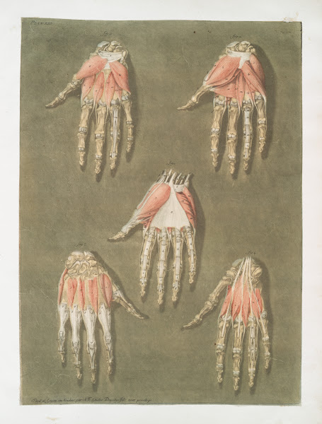 Elle présente en detail les muscles situés dans la main 1773