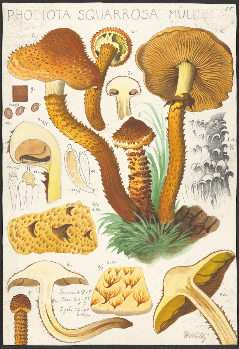 Pholiota squarrosa Müll 1915 1945