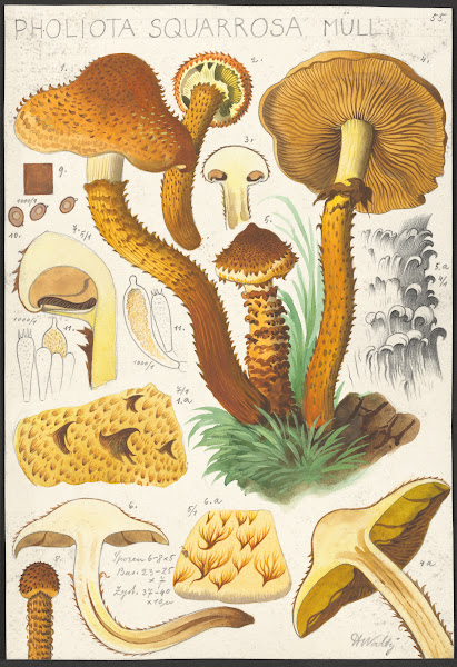 Pholiota squarrosa Müll 1915 1945
