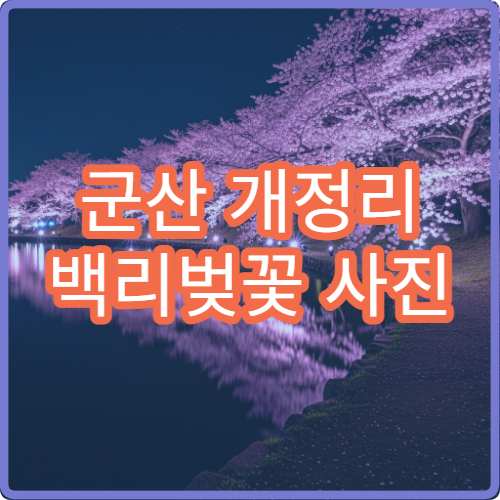 군산 개정리 백리벚꽃 사진 황금 시간대 드론 촬영 허용 팁