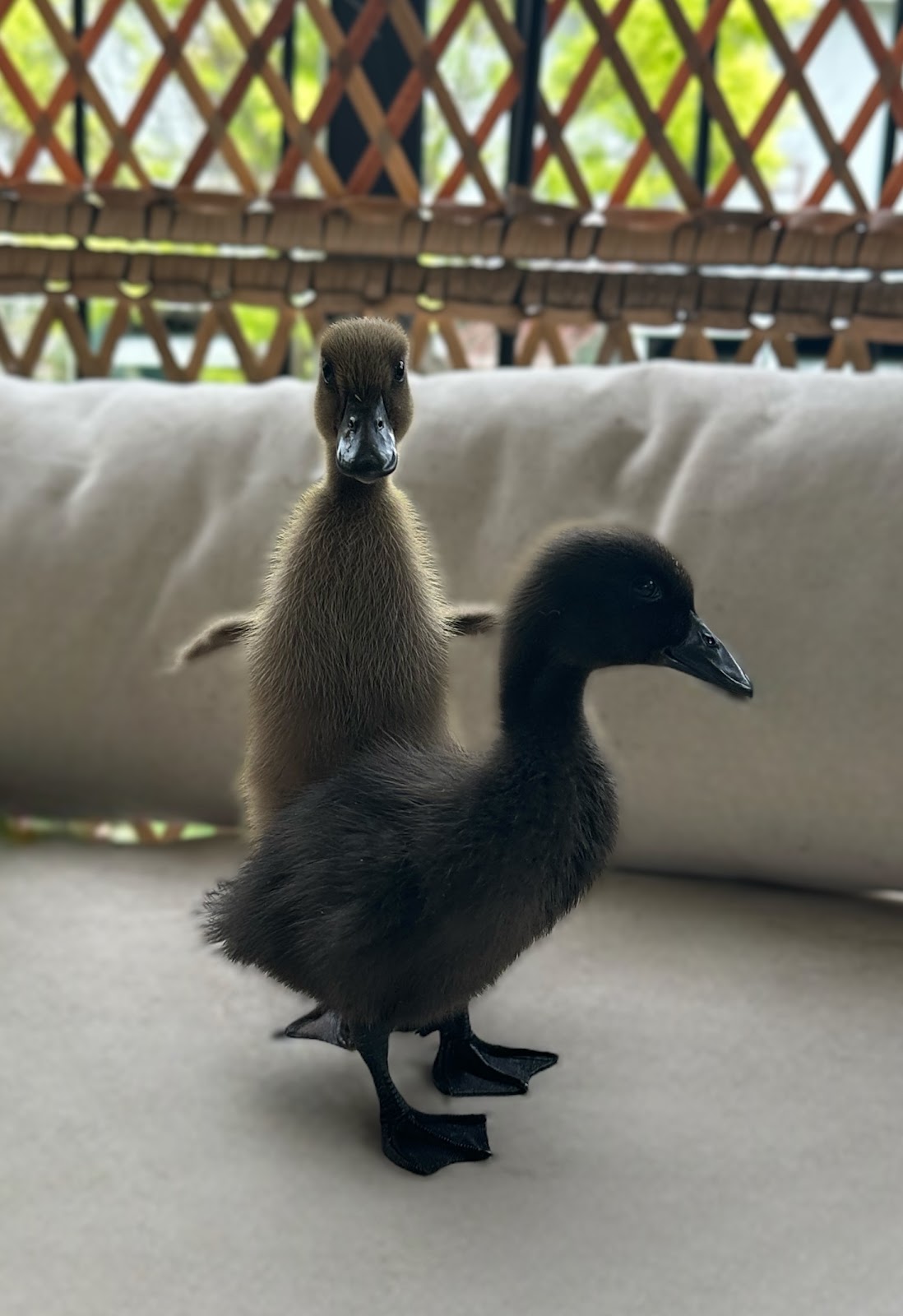 Cayuga Duckling, Chocolate Runner Duckling