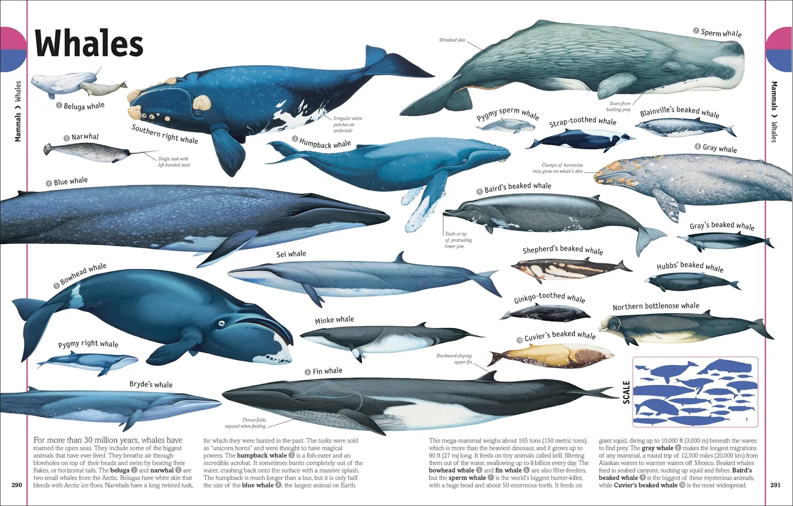 Our World in Pictures: The Animal Book — gambar 6