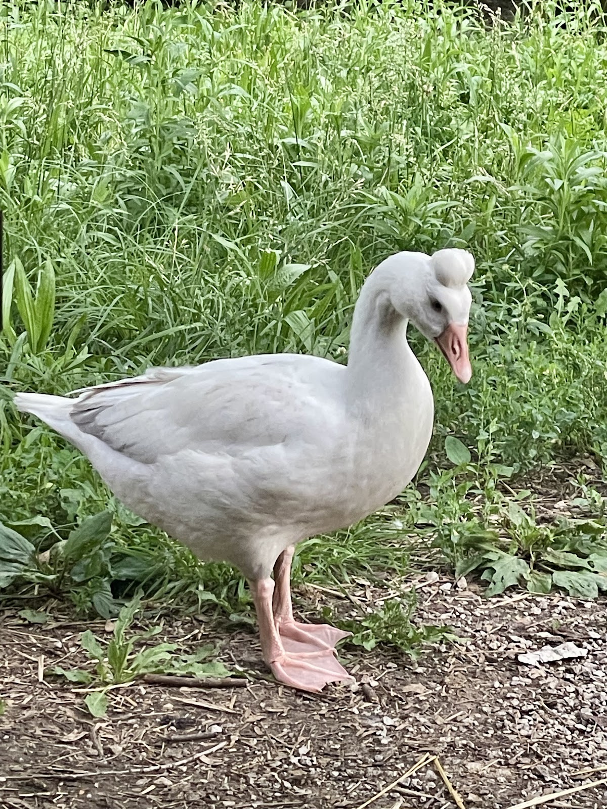 Roman Tufted Goose