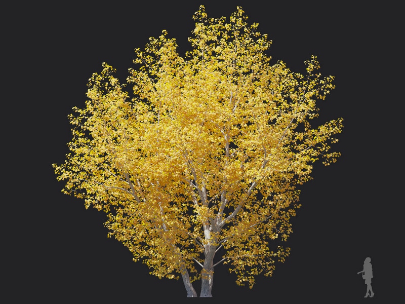Maxtree - Plant Models Vol.116