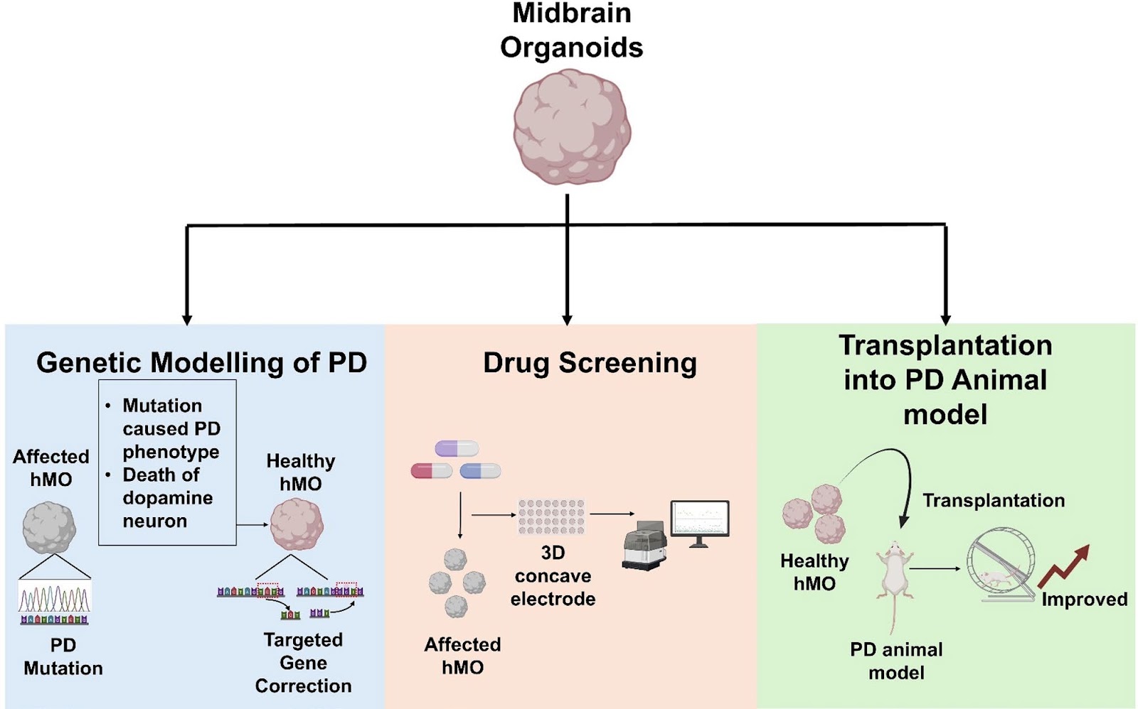 Three-dimensional midbrain organoids: a next-generation tool for Parkinson's disease modelling and drug discovery