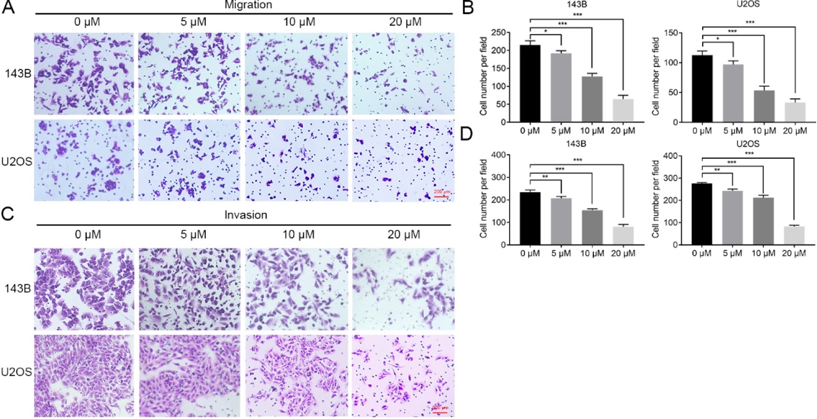 Corrigendum to: Stattic sensitizes osteosarcoma cells to epidermal growth factor receptor inhibitors via blocking the interleukin 6-induced STAT3 pathway