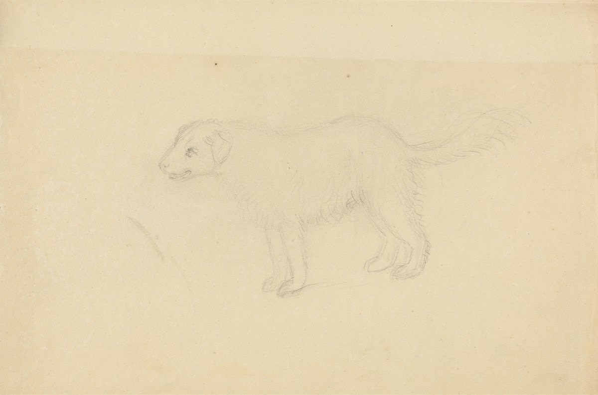 A Dog 2