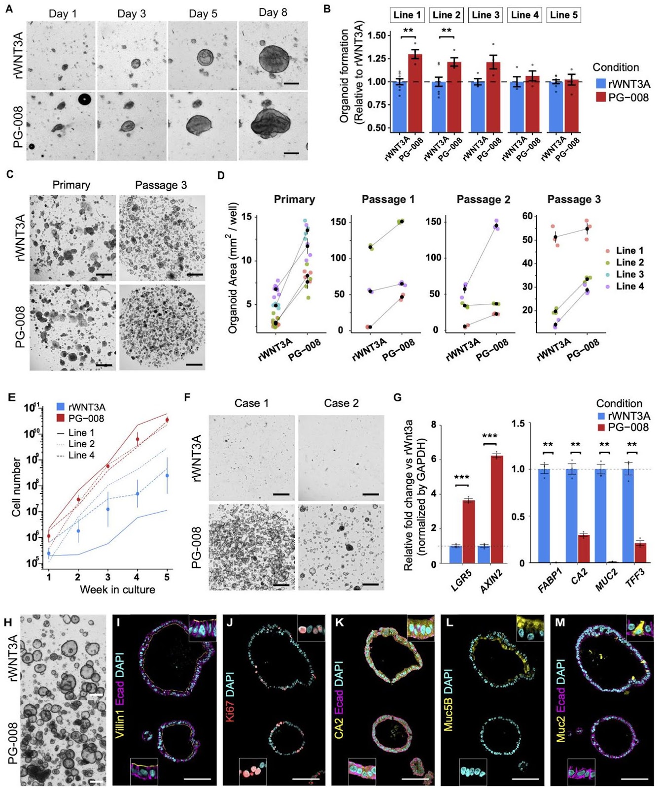 Peptide-based Wnt signal activation enables scalable production of clinical-grade patient-derived intestinal organoids for regenerative cell therapy
