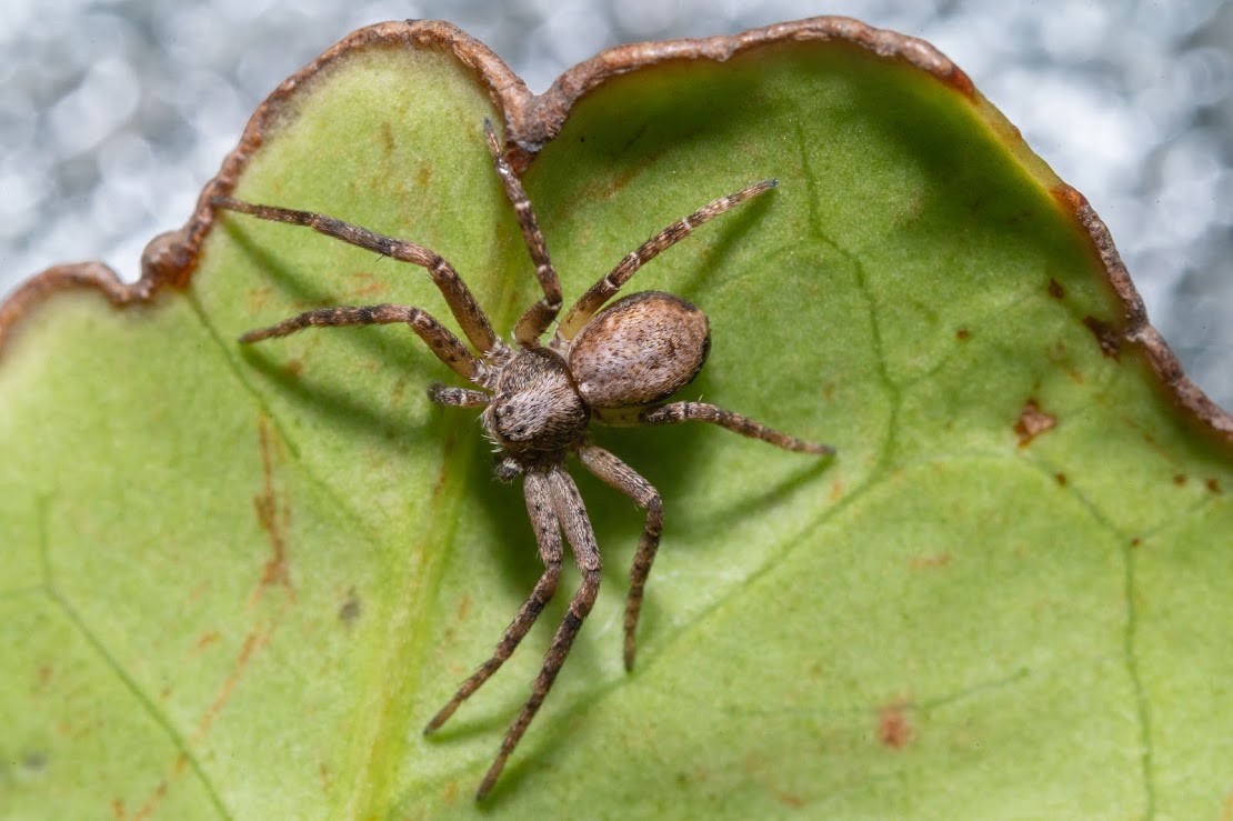 Philodromus sp.