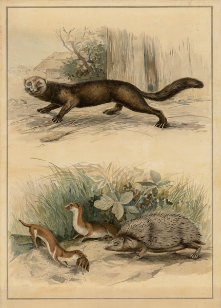 Ferret weasel and hedgehog 1895