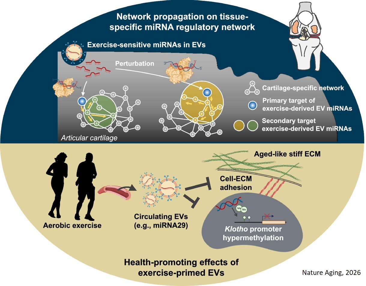 How exercise protects joints in aging-related osteoarthritis