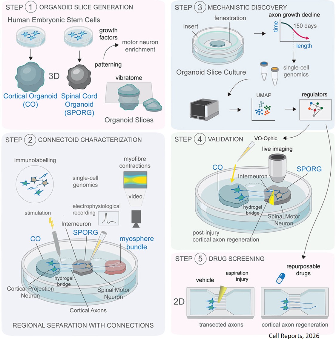 A human corticospinal organoid-slice connectoid model informs enhancer strategies for post-injury axon regrowth
