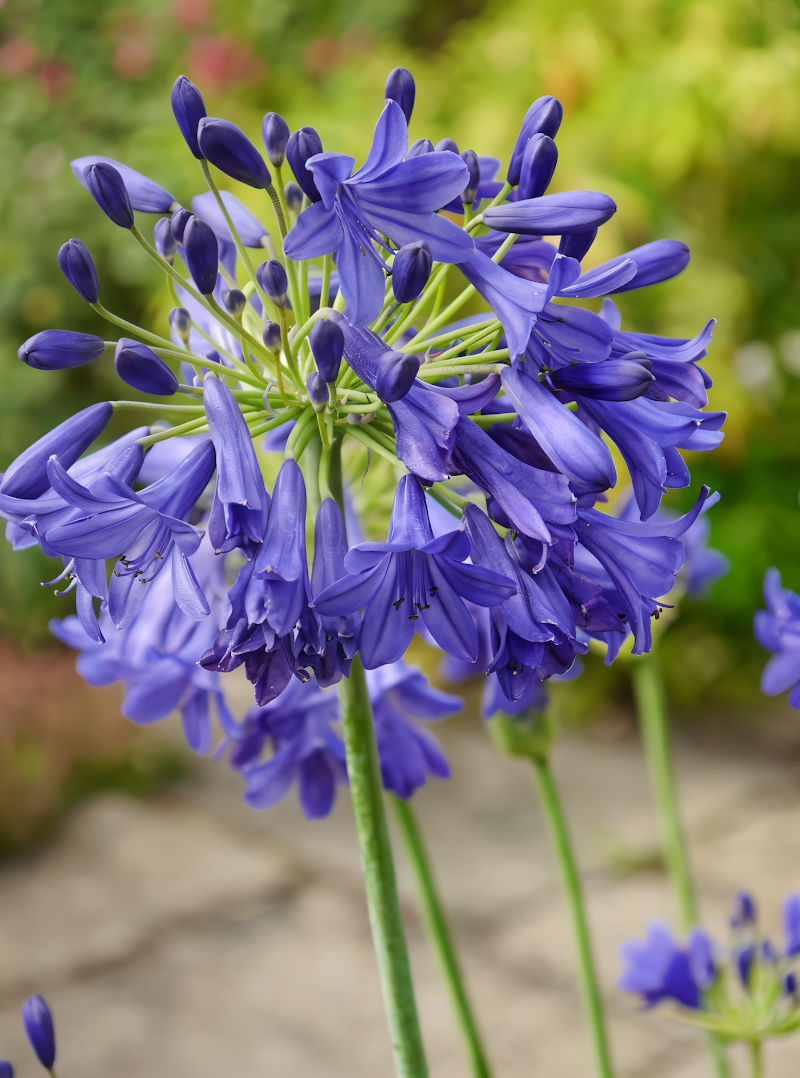 Agapanthus 'Flower Of Love' in piena fioritura, giglio africano blu per design giardino.