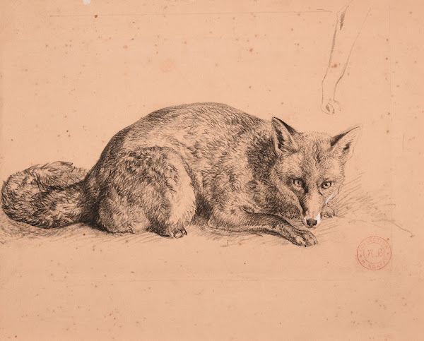 Étude de renard