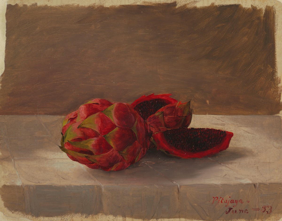 The Pitajaya Fruit Columbia 1853