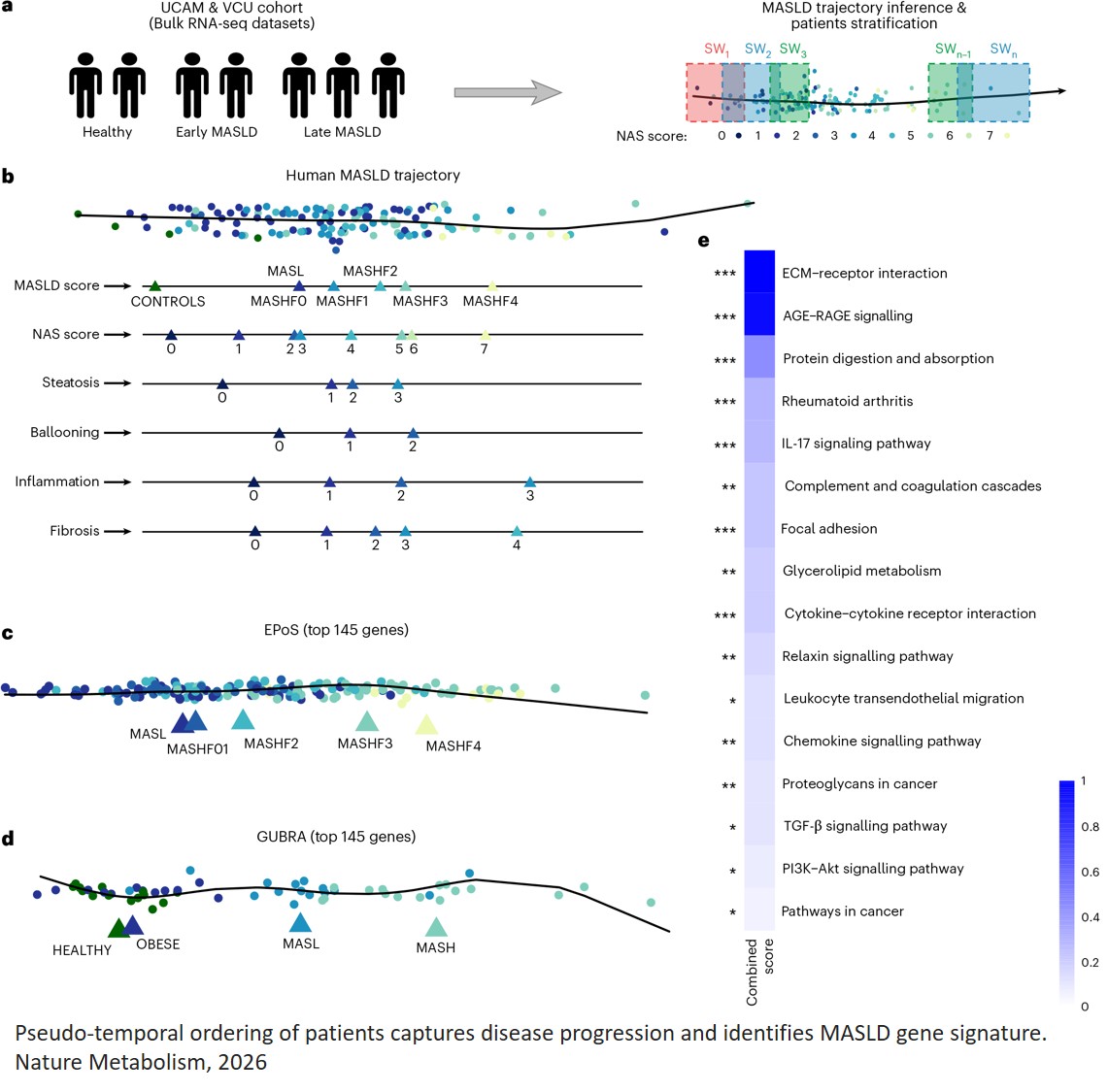 A data-driven framework reconstructs the molecular continuum of human MASLD progression