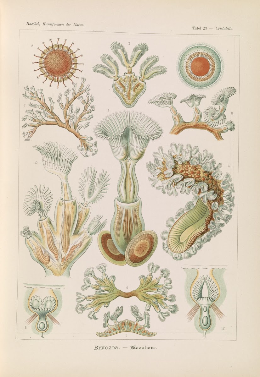 Bryozoa  Moostiere 1904