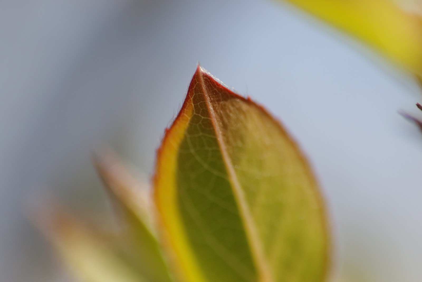 Lens QC Image 1