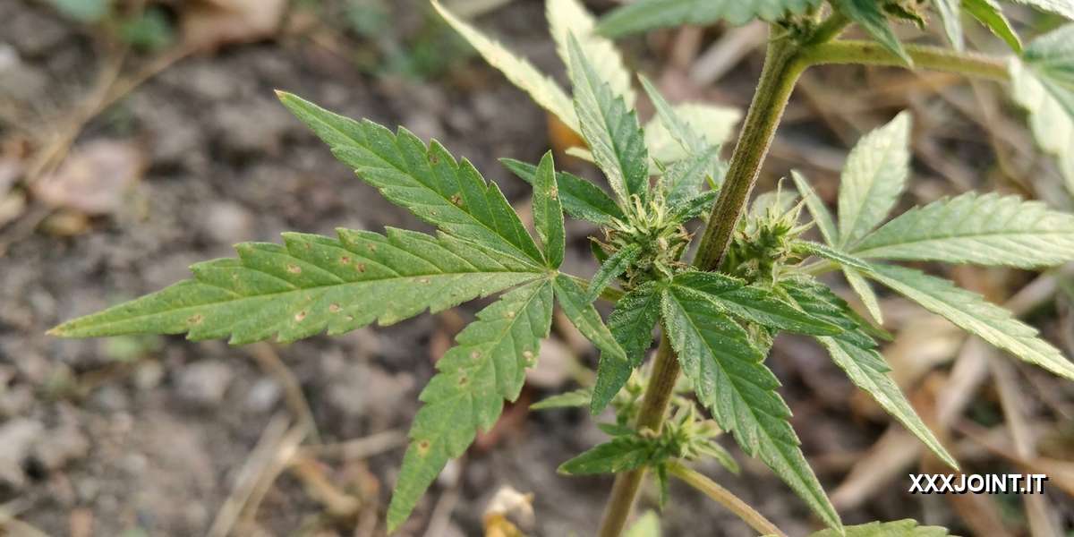 Primo piano botanico di foglie e infiorescenze di cannabis ruderalis