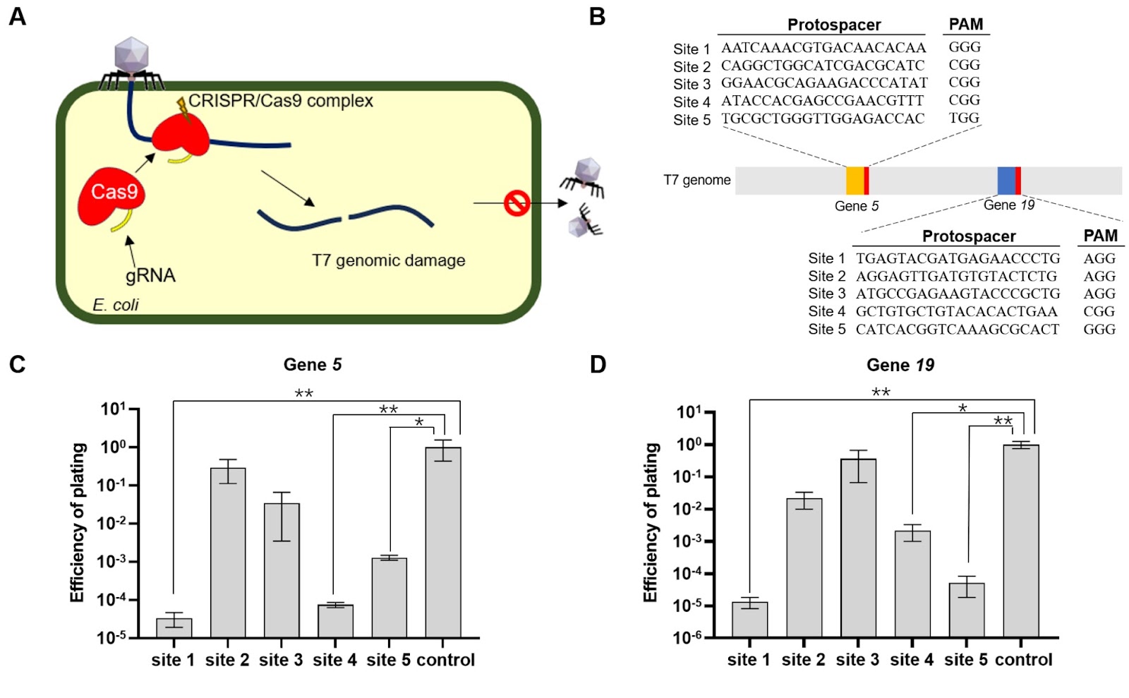 D-CAPS: an efficient CRISPR-Cas9-based phage defense system for E. coli