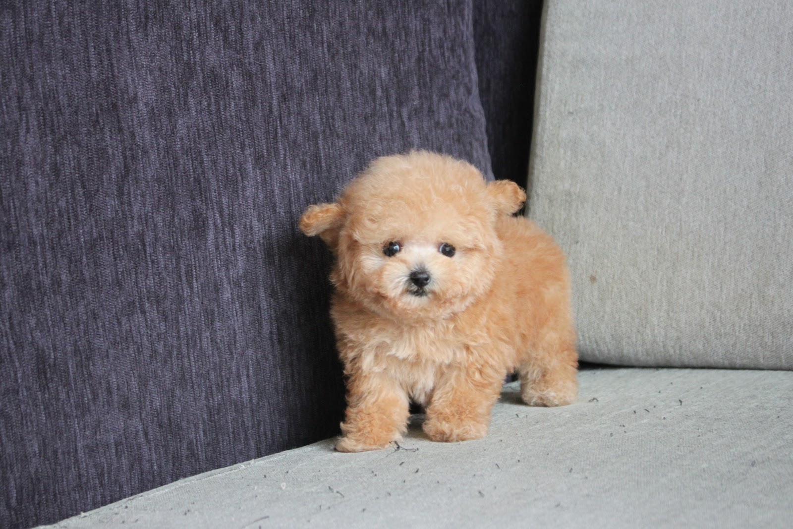 12/10出生 高端優質茶杯型泰迪熊妹妹