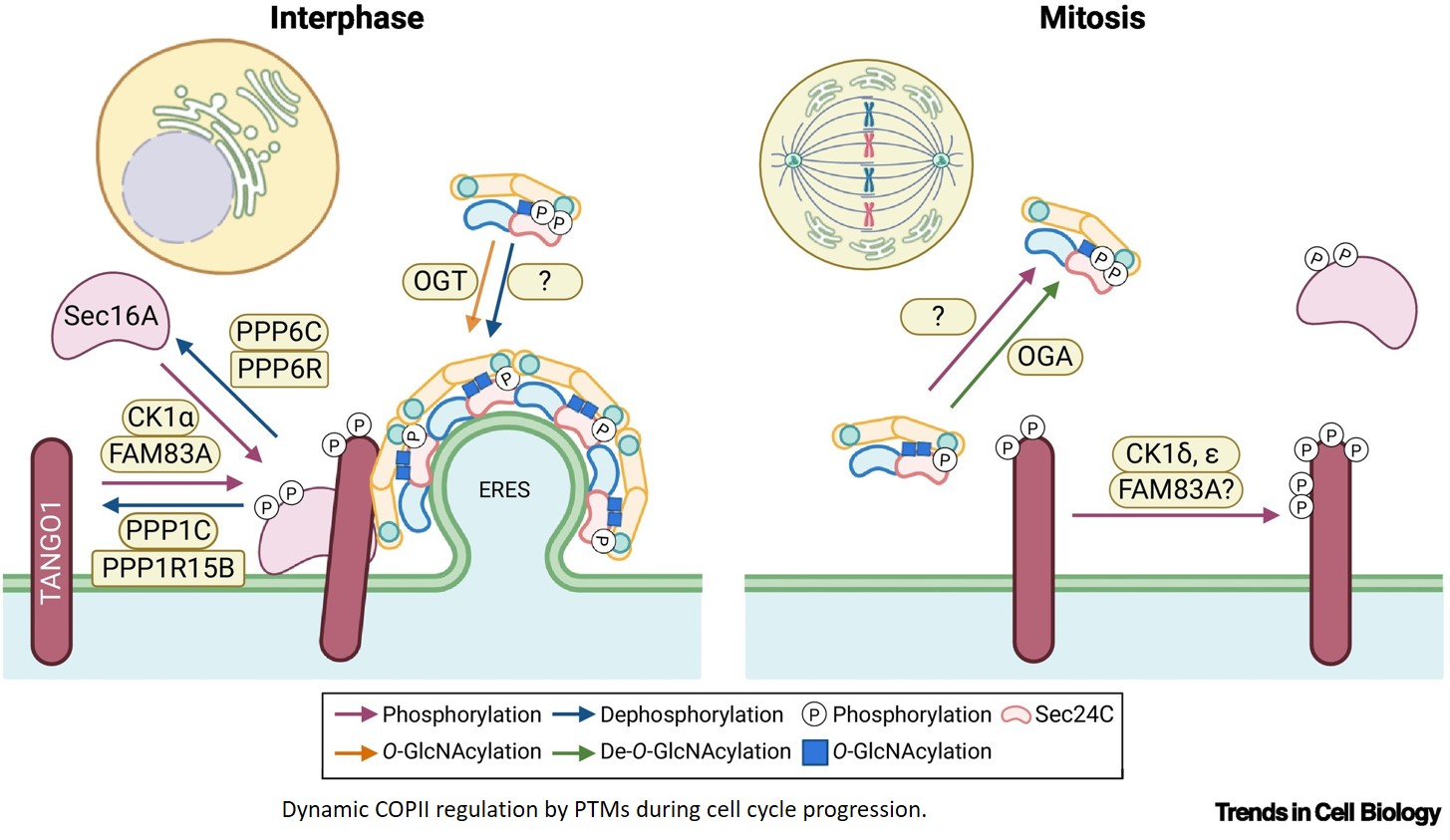Remaking an exit: dynamic regulation of ER exit sites by post-translational modifications