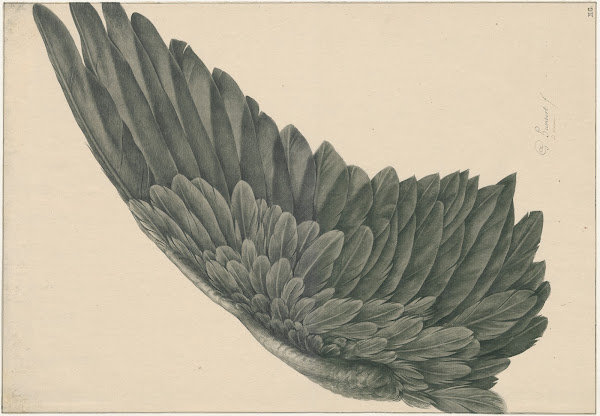 Vogelvlerk linker vleugel ad vivum