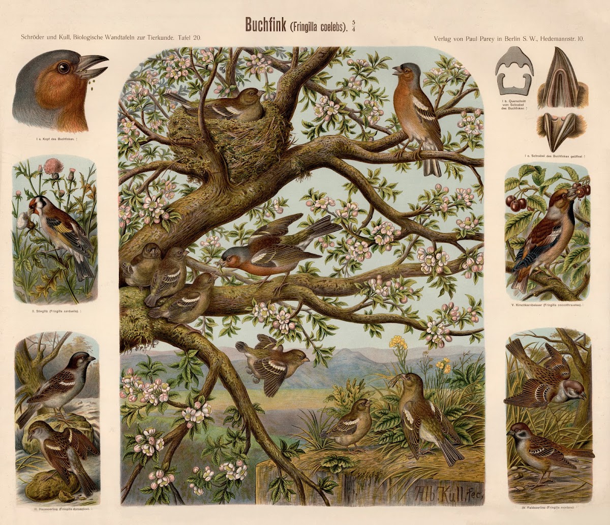 Chaffinch Fringilla coelebs