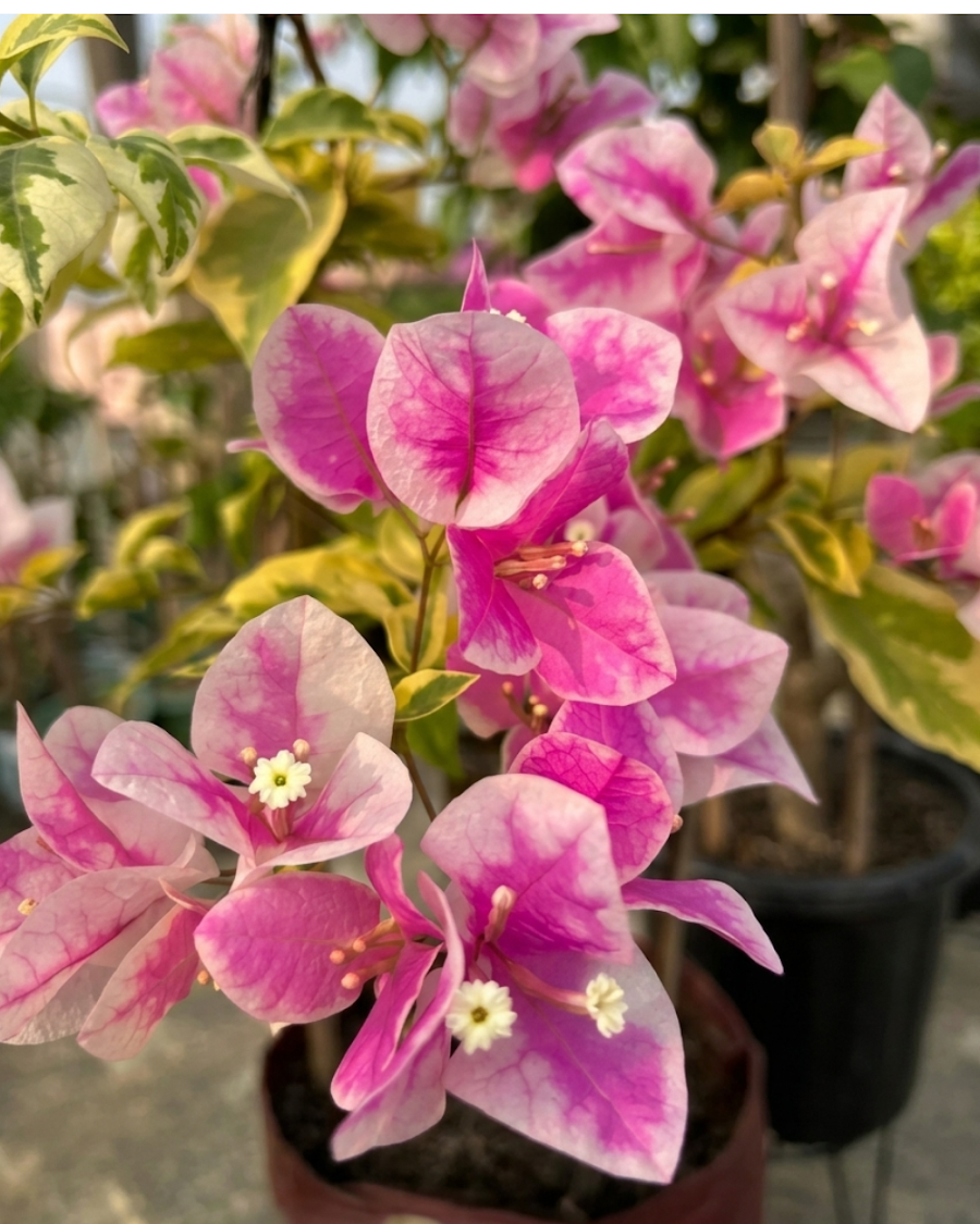 Imported Splash Variegated Bougainvillea Plant — view 5