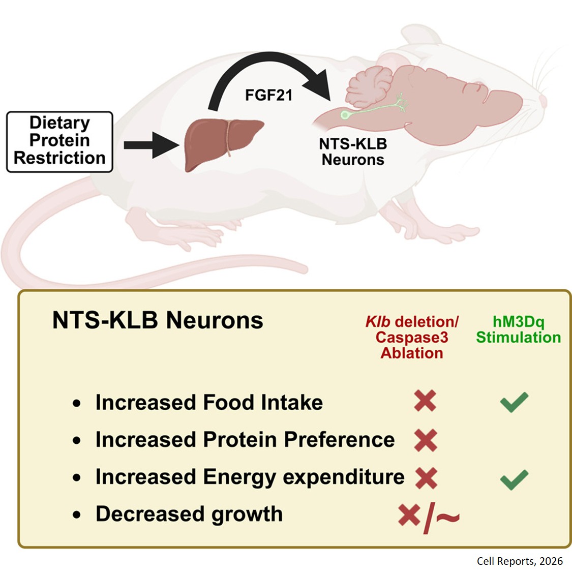 FGF21 signals through hindbrain neurons to alter food intake and energy expenditure during dietary protein restriction