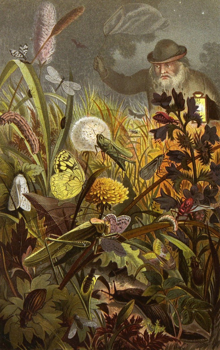 Die Insekten Tausendfussler und Spinnen Pl 18 1877