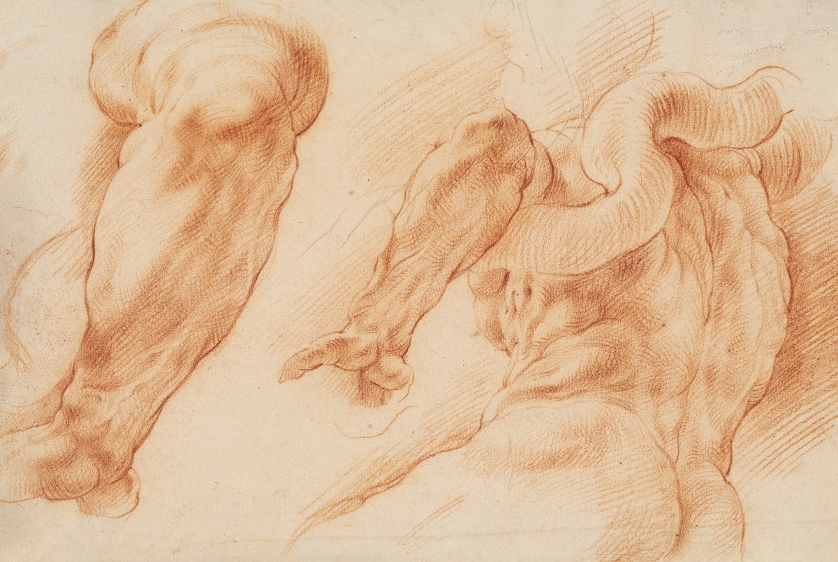 Laocoon Studies of Laocoons left arm and of the back of his torso seen from the