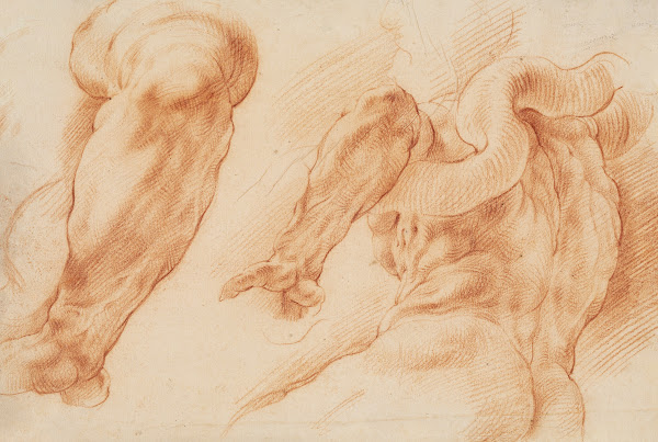 Laocoon Studies of Laocoons left arm and of the back of his torso seen from the