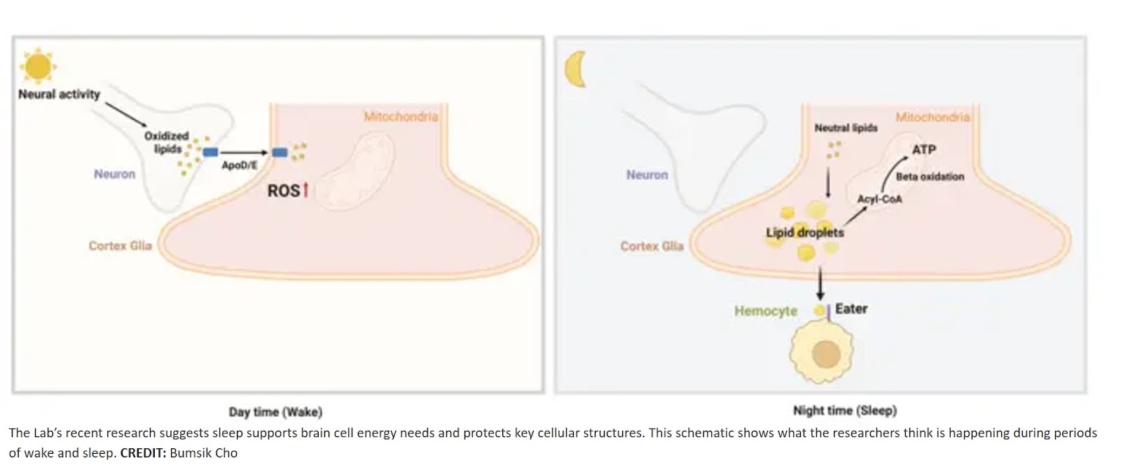 Sleep-dependent clearance of brain lipids by peripheral blood cells